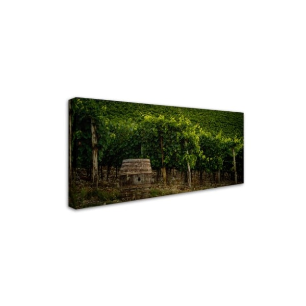 Dan Ballard 'Grapevines And Barrel' Canvas Art,16x32